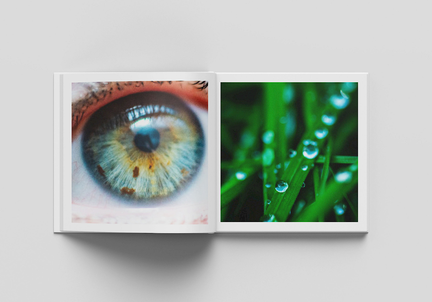 From my book: To all the little things. An image based publication that explores how the things around us change throughout the winter season. Looking at all of the little things that we wouldn’t usually pay attention to. Aiming to make the fallen or ‘dead’ nature as beautiful as what it appears to be in the summer when it’s full bloom. Highlighting its transformation throughout the seasons. The images are aided with a poem that focuses on the theme of change From my book: To all the little things. An image based publication that explores how the things around us change throughout the winter season. Looking at all of the little things that we wouldn’t usually pay attention to. Aiming to make the fallen or ‘dead’ nature as beautiful as what it appears to be in the summer when it’s full bloom. Highlighting its transformation throughout the seasons. The images are aided with a poem that focuses on the theme of change