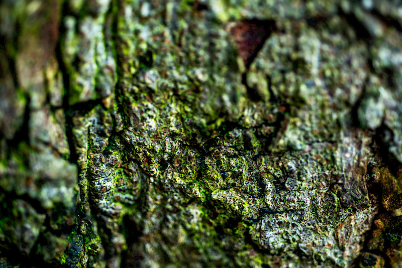 From my book: To all the little things. An image based publication that explores how the things around us change throughout the winter season. Looking at all of the little things that we wouldn’t usually pay attention to. Aiming to make the fallen or ‘dead’ nature as beautiful as what it appears to be in the summer when it’s full bloom. Highlighting its transformation throughout the seasons. The images are aided with a poem that focuses on the theme of change From my book: To all the little things. An image based publication that explores how the things around us change throughout the winter season. Looking at all of the little things that we wouldn’t usually pay attention to. Aiming to make the fallen or ‘dead’ nature as beautiful as what it appears to be in the summer when it’s full bloom. Highlighting its transformation throughout the seasons. The images are aided with a poem that focuses on the theme of change